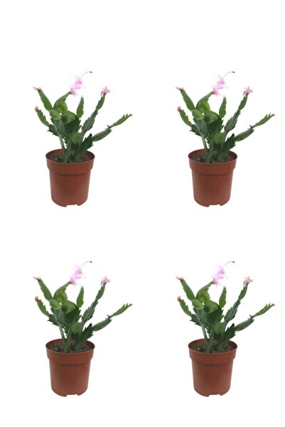 Gardenbox Videolu Pembe Renk Yılbaşı Çiçeği 4 Adet Saksılı 10-15cm Salon Bitk...