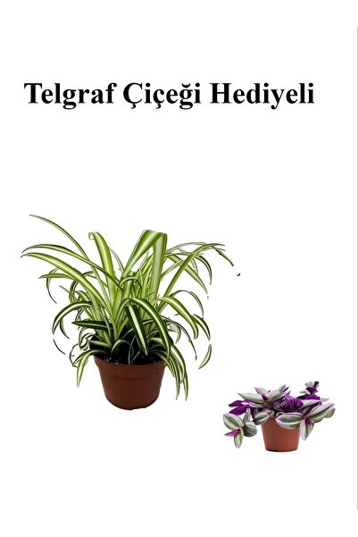 Gardenbox Sarı Yeşil Yapraklı Kurdele Çiçeği Sevgililer Gününe Özel TELGRAF H...