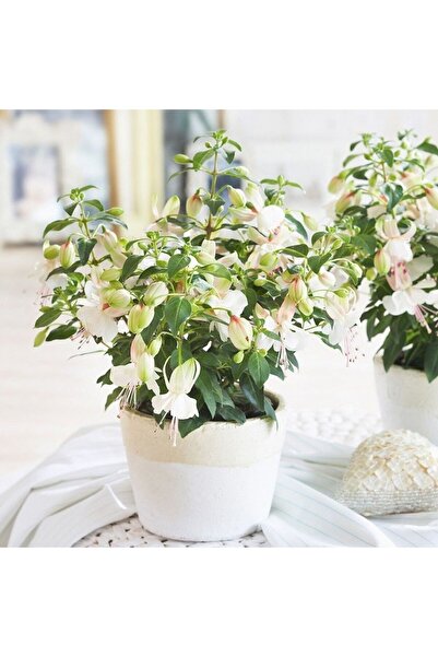 Mutlu Paket Fuchsita Polar Saksılık Beyaz Küpeli Çiçeği Fidesi (1 Adet fide)