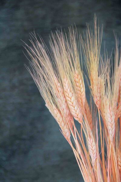 Dekorsende Kurutulmuş Başak Demeti Turuncu