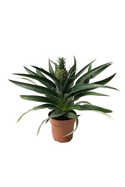 Betonish Ananas Comosus (ANANAS BİTKİSİ)