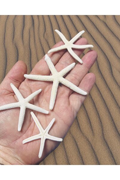 izmir Bitpazarı Star Fish - Gerçek Deniz Yıldızı - ( Ort. 50mm 2 Adet )