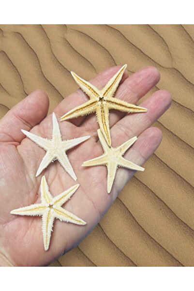 izmir Bitpazarı Star Fish - Gerçek Deniz Yıldızı - ( Ort. 50mm 4 Adet )