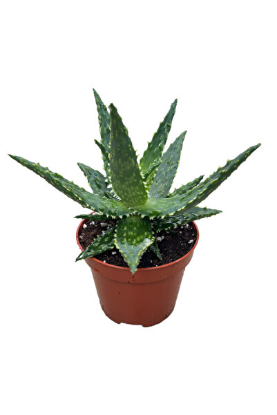 Betonish Aloe 'Thiba' (Kaktüs)