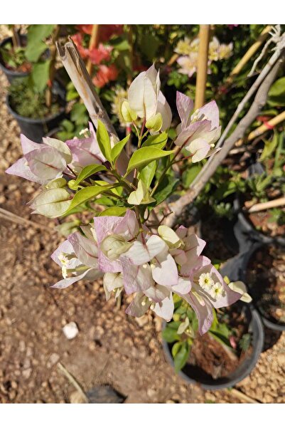Genel Markalar Tüplü Çift Renkli Alyans Begonvil Çiçeği Fidanı (pembe Ve Beyaz Renkli)