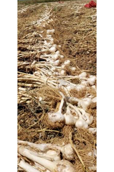 BATTON Taşköprü sarımsağı orta 1kg Kastamonu 2025 yeni