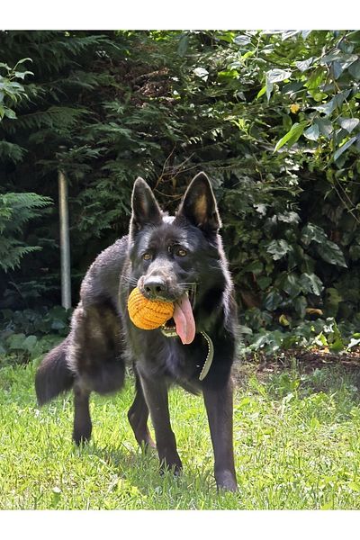 Holidog Dog Tooth Floss Biting Rope Durable Original Tennis Bulk Handmade Horseshoe Traction Toy