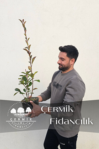 ÇERMİK FİDANCILIK Tüplü Alev Çalısı Fidanı Alev Ağacı Çit Bitkisi