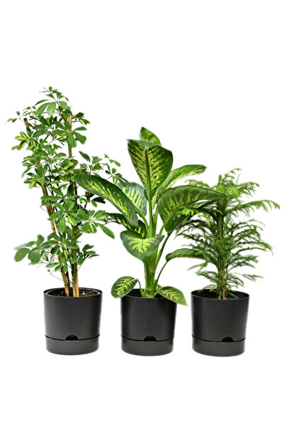 leogarden 3 Lü Kombin Begonya 3,3 Lt 3 Adet Saksı Ağız Çapı 18cm Yükseklik 17...