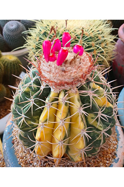 Melocactus Variegated 50 Ad Yeni Hasat Tohum