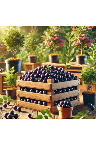 Safran Orman Tarım Ağaç Kirala - 3 Yıllık Mahsül - Toplam 6kg Aronya Meyvesi