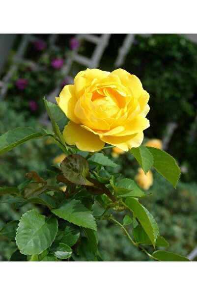 Mimoza Yediveren Sarı Sarmaşık Gül Fidanı 10-20 Cm