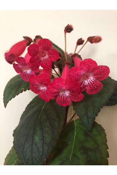 Bilgarden Özel Tür Ni's Kiira Kohleria Japon Küpelisi Çiçeği Fidesi (Mini Pot)