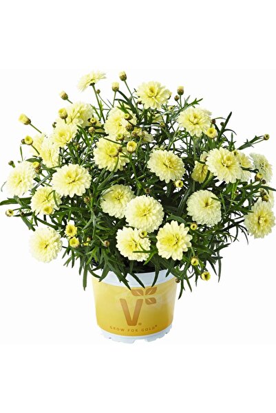 Bilgarden Double Primrose Aramis Katmerli Çeşme Papatyası Çiçeği Fidesi (2 Fide)