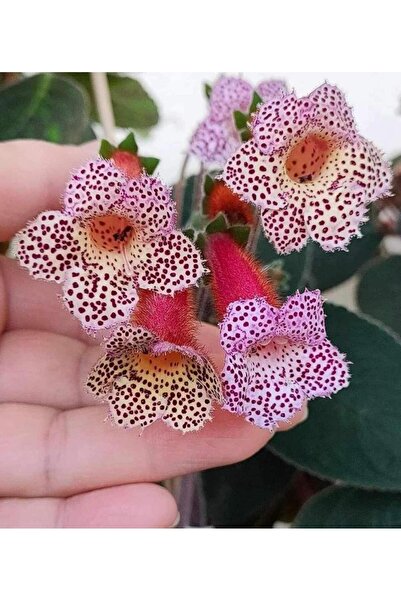 Bilgarden Özel Tür Lori Kohleria Japon Küpelisi Çiçeği Fidesi (Mini Pot)