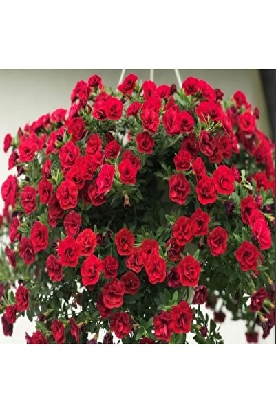 AnamurNaturel Katmerli Calita Double Red Milyonlar Çanı Calibrochoa Çiçeği Fi...