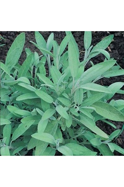 AnamurNaturel Fortado Adaçayı Çiçeği Fidesi (2 adet )