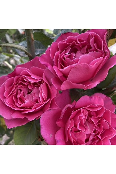 AnamurNaturel Parfüm Kokulu Alessia Yediveren  Gül Çiçeği Fidesi (1 adet Pape...