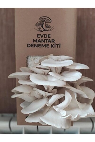 Evde Mantar Istiridye Mantarı Hobi Kiti - Deneme Kiti - Whatsapp Destek Hattı...