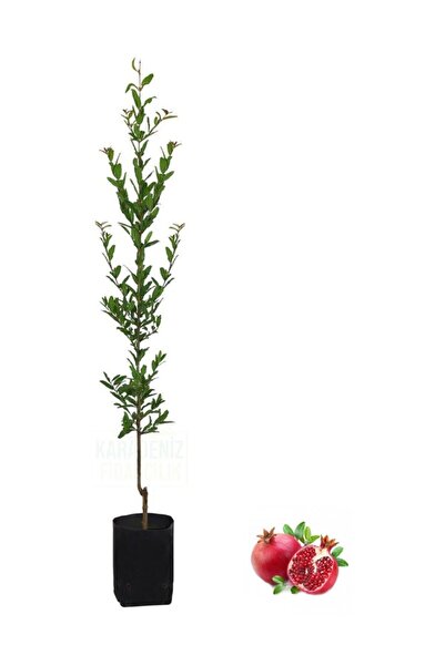 AnkaBahçe Tüplü Hicaz Nar Fidanı 80-100 cm