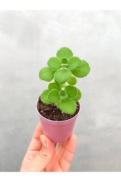 The Best Online Thebestonline Mini Küba Kekiği