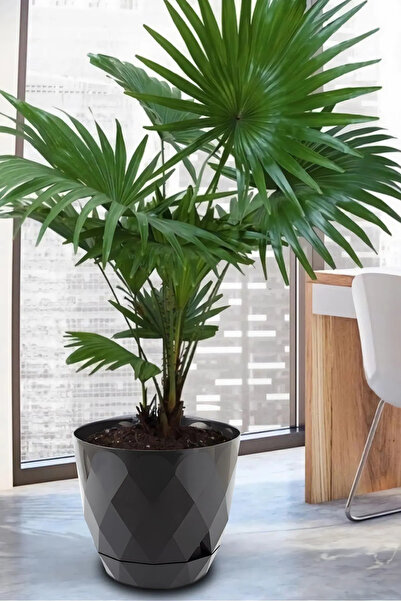 TEMMUZ HOME 4,8 Litre Prizma Desenli Tabaklı Plastik Saksı Yakamoz No4 22cm 9...