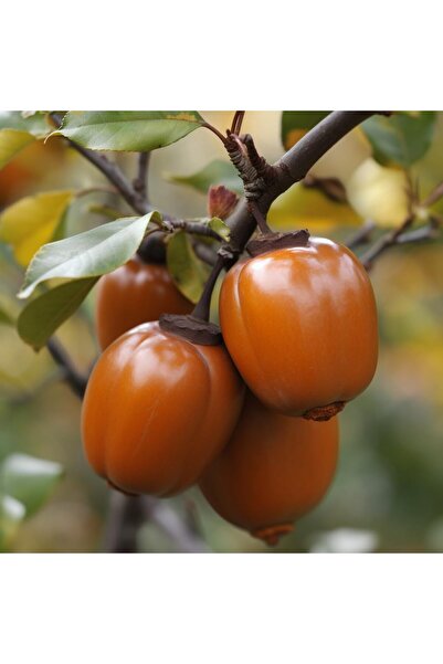 Tunç Botanik ÇİKOLATALI HARBİYE HURMA FİDANI 3 ADET (KAKAOLU)