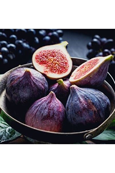 HİLAL TARIM ÇİFTLİĞİ BURSA SİYAHI DÜRDANE  İNCİR FİDANI (AÇIK KÖK)