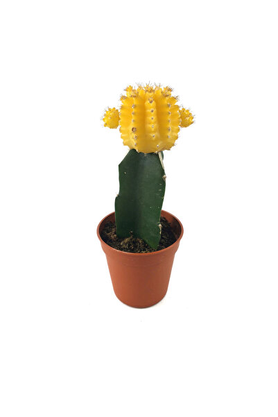 Betonish Gymnocalycium Mihanovichii 'Yellow' (Kaktüs)