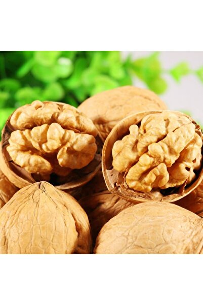 HİLAL TARIM ÇİFTLİĞİ CHANDLER CEVİZ FİDANI ( AÇIK KÖK)