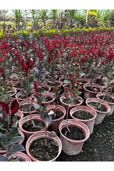 shop Kırmızı Yaprak Alev Çalısı