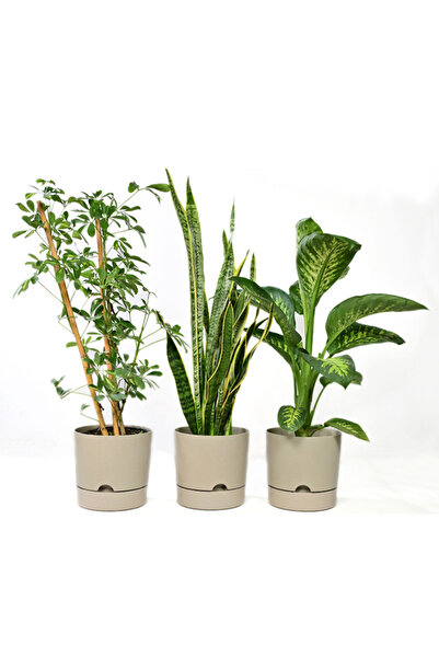 leogarden 3 Lü Kombin Begonya 3,3 Lt 3 Adet Saksı Ağız Çapı 18cm Yükseklik 17.5 Cm