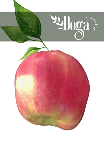 DOĞA FİDANCILIK Aşılı Tam Bodur Kırmızı Vahapbey Ayva Fidanı 3 Yaş