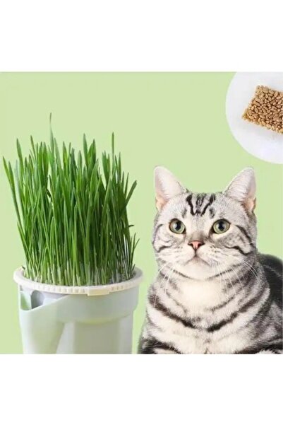Exelox Topraksız Suda Kedi Çimi Yetiştirme Kiti Mini Set (1 Kit + 6 Aylık Toh...