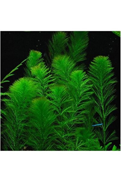 Genel Markalar Akvaryum Bitkileri Myriophyllum Elatinoides Saksı Canlı Bitki