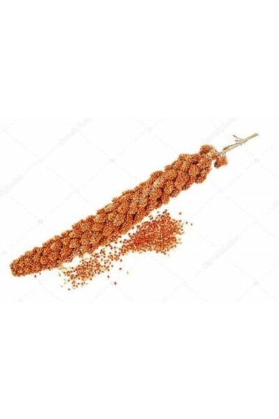 Genel Markalar Kızıl Dal Darı Kuş Yemi Yerli Üretim Yeni Hasat 100 gr Taze
