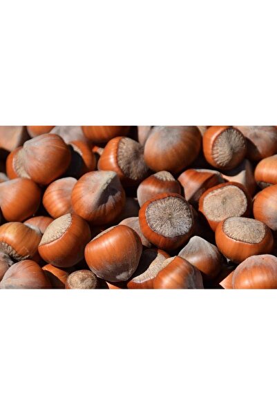 Birlik KABUKLU FINDIK 500GRAM DOĞAL