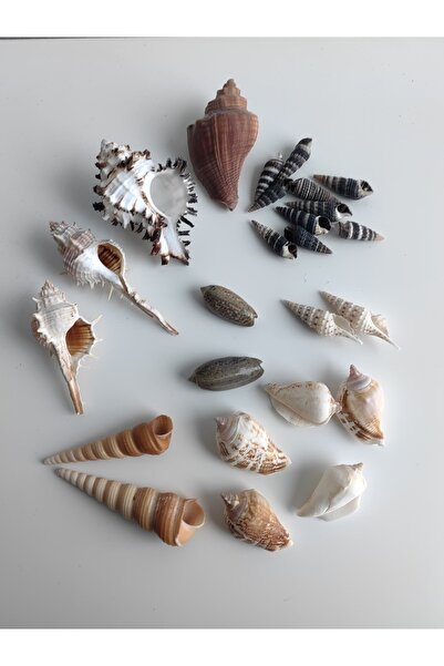 Seashell Rio Dekoratif Doğal Deniz Kabukları Seti 2 - Akvaryum, Fanus ve Ev D...