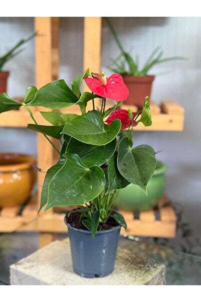 Botanik Münif Antoryum(flamingo) çiçeği 45cm