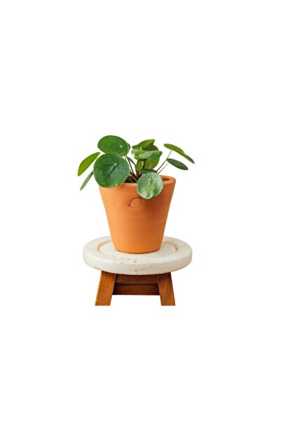 The Best Online Thebestonline Pilea Peperomioides - Çin Para Çiçeği