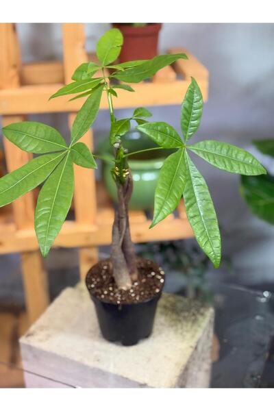 Botanik Münif Pachira(para) çiçeği 50 cm