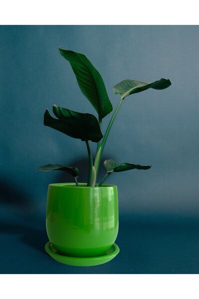 Evdek Tabaklı Armut Yeşil Çömlek Saksı 17x17 Cm