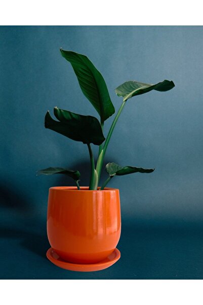 Evdek Tabaklı Armut Turuncu Çömlek Saksı 17x17 Cm