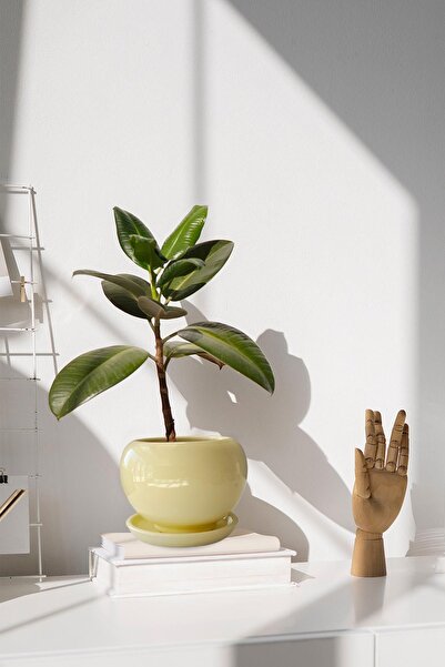 Evdek Tabaklı Krem Tombul Çömlek Saksı 22x21 Cm