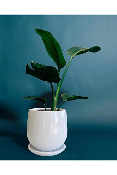 Evdek Tabaklı Armut Beyaz Çömlek Saksı 15x15 Cm