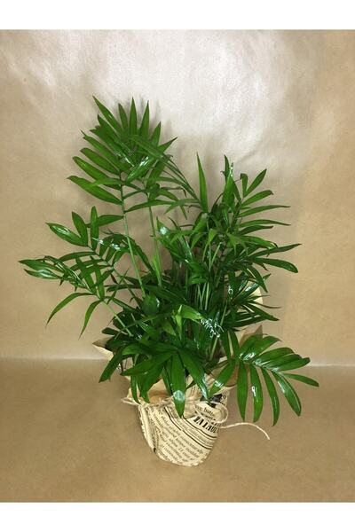 Gardenbox Hediye Paketli Dağ Palmiyesi - Chamaedorea Elegans +Hediye Kart Notu