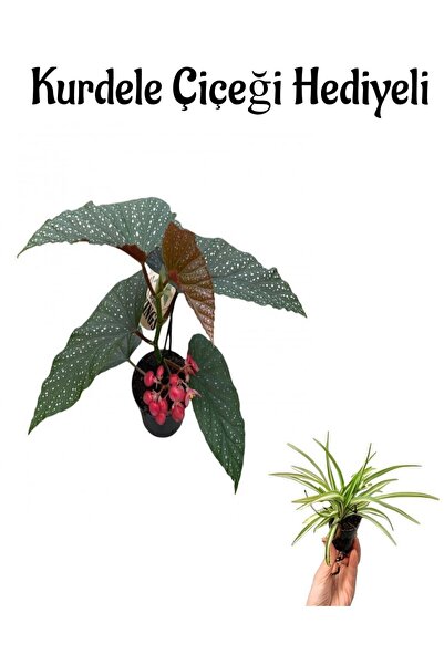 Nura Botanik Çiçekli Çilli Begonya Çiçeği Sevgililer Gününe Özel Kurdele Çiçe...