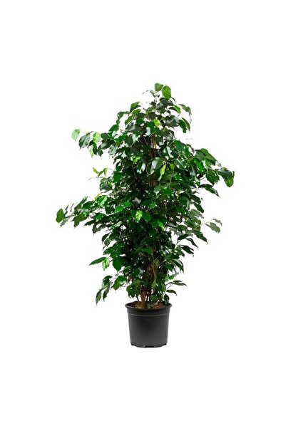 Gardenbox Videolu Yeşil Benjamin Ağacı Fidanı 1 Adet Saksılı/tüplü 40-60cm Iç...