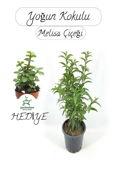 Nura Botanik Kokulu Melisa Çiçeği Saksılı 30-50Cm +Yeşim Para Çiçeği Hediye