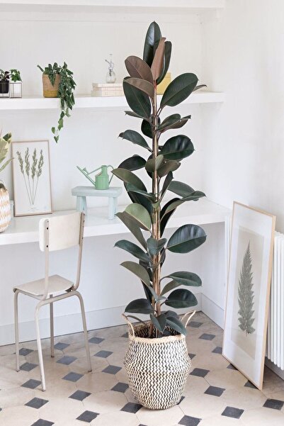 Nura Botanik Kauçuk Bitkisi 2 Köklü 60-80 Cm